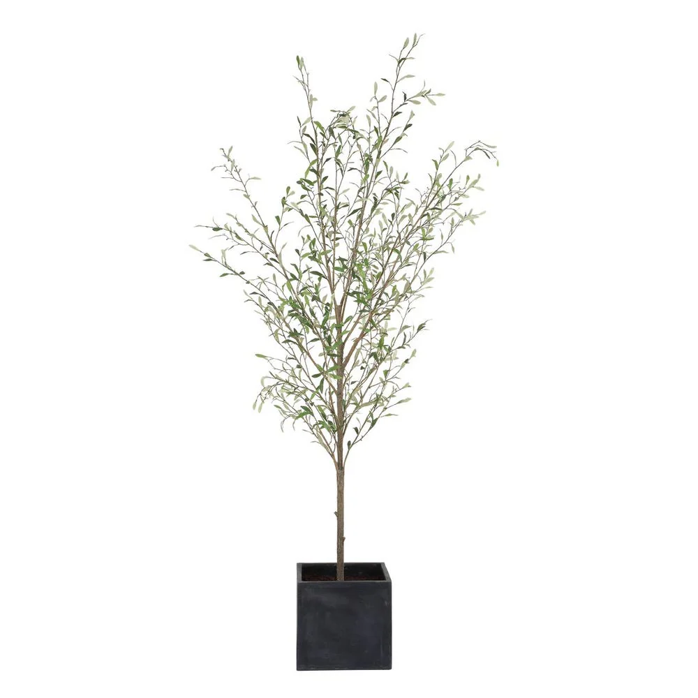 Abundance Potted Olive - Image 3