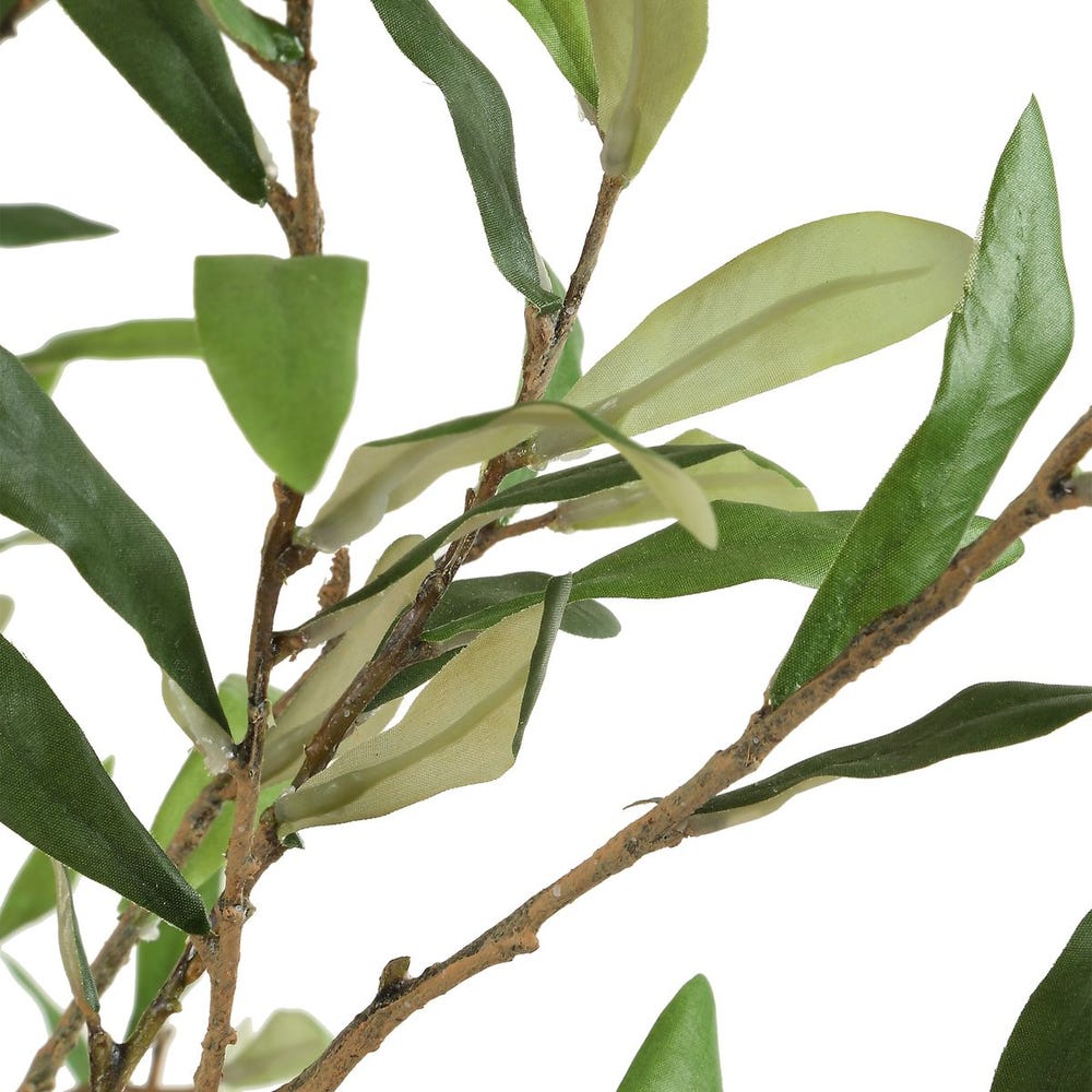 Abundance Potted Olive - Image 4
