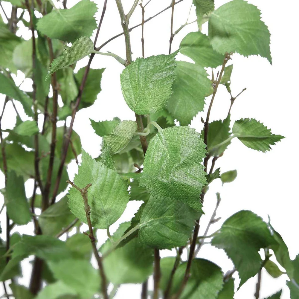 Aldis Potted River Birch - Image 3