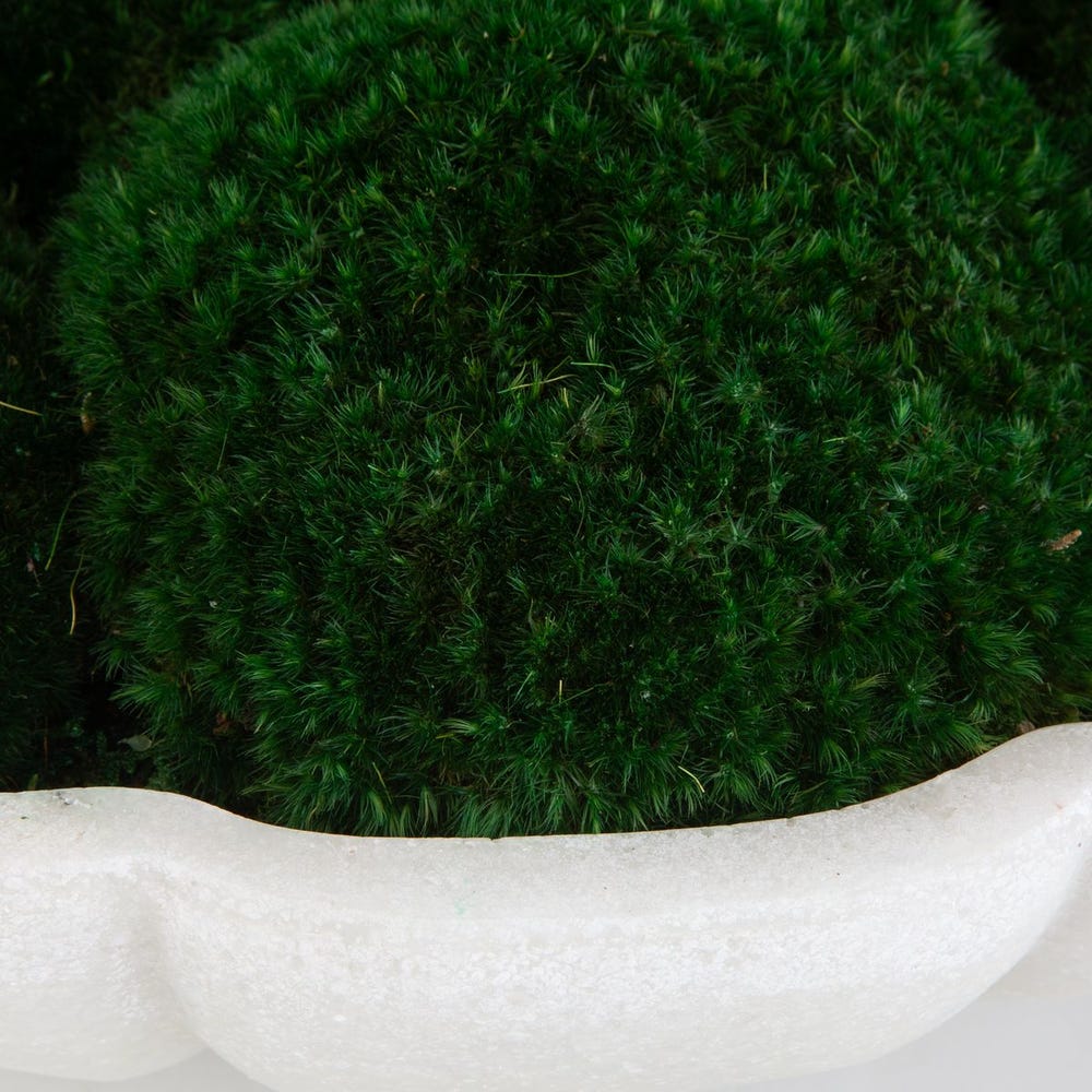 Awaken Moss Centerpiece - Image 4