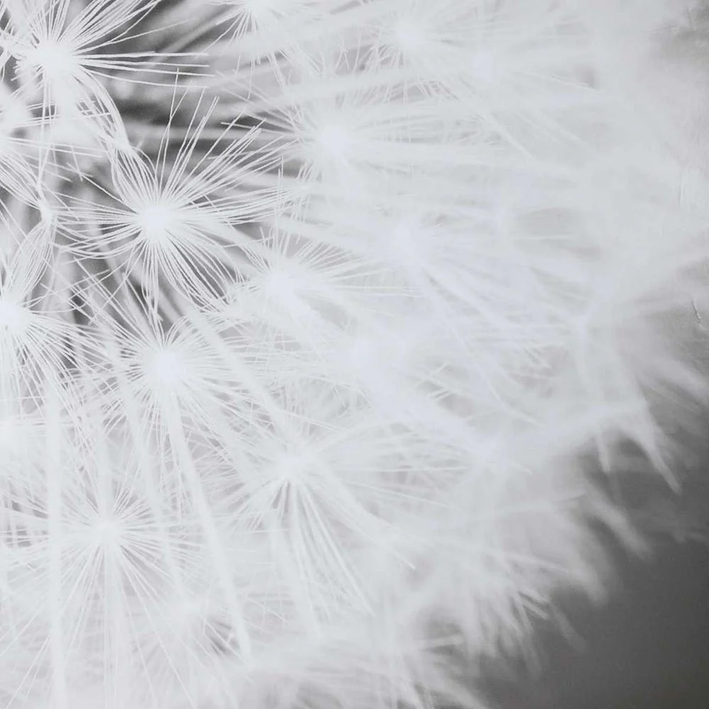 Dandelion Seedhead Framed Print - Image 6