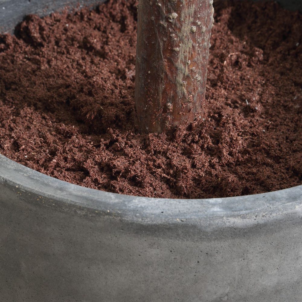 Eden Potted Fig Tree - Image 4