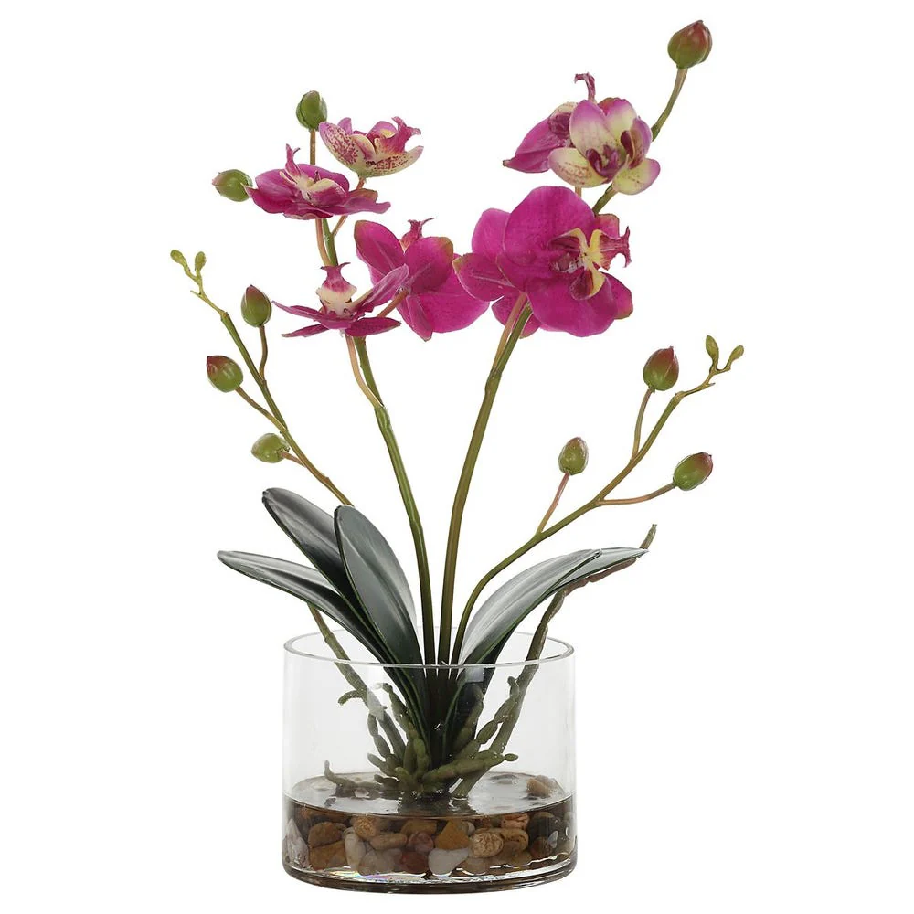 Glory Orchid - Image 4
