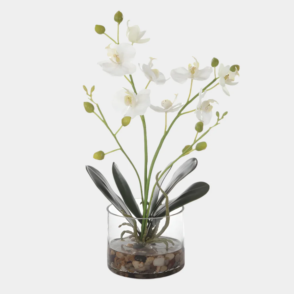 Glory Orchid - Image 8