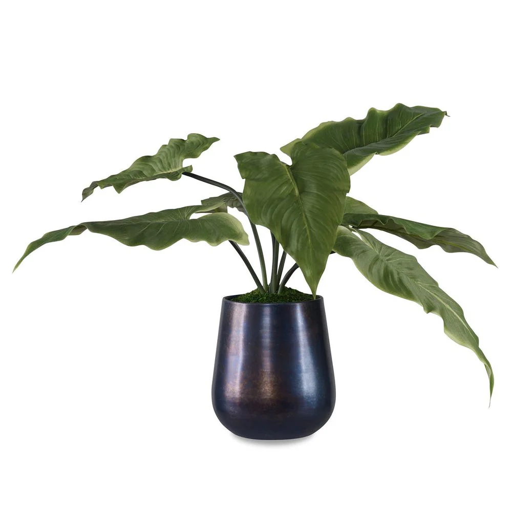 Mari Calla Accent - Image 6