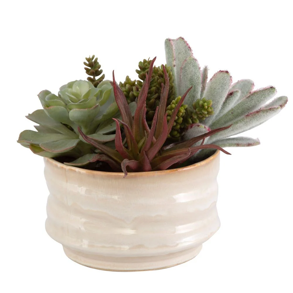 Mesa Succulent Accent - Image 4