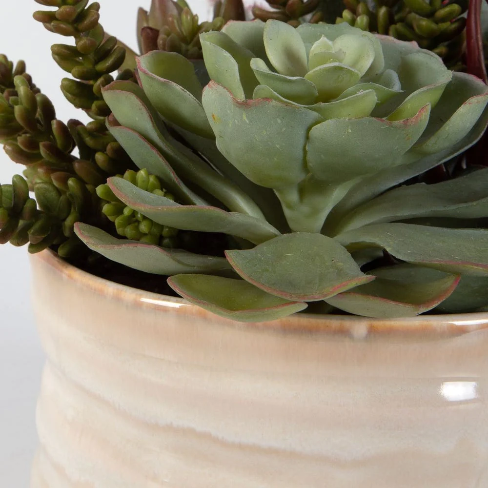 Mesa Succulent Accent - Image 5