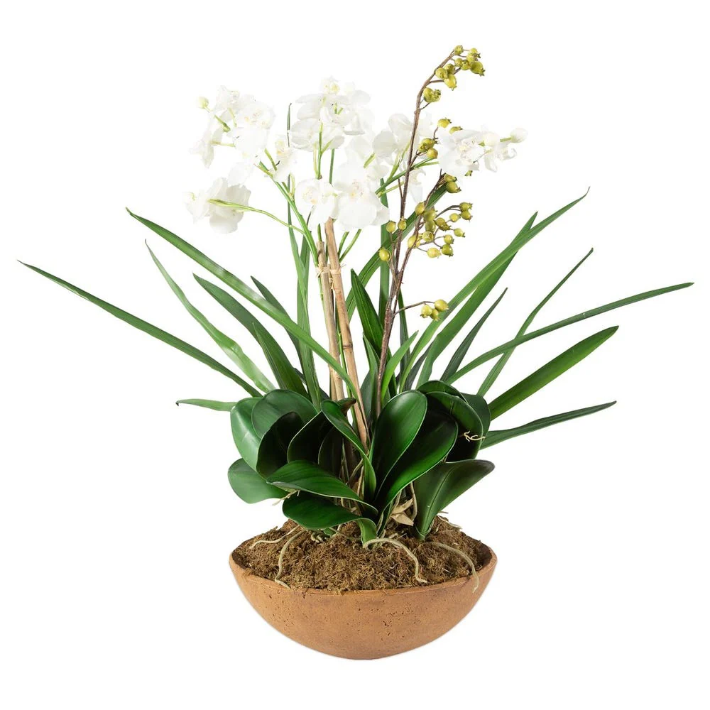 Moth Orchid Planter - Image 3