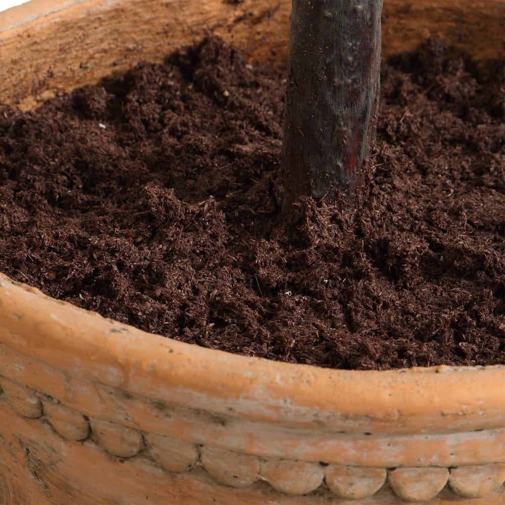 Olea Potted Olive - Image 5