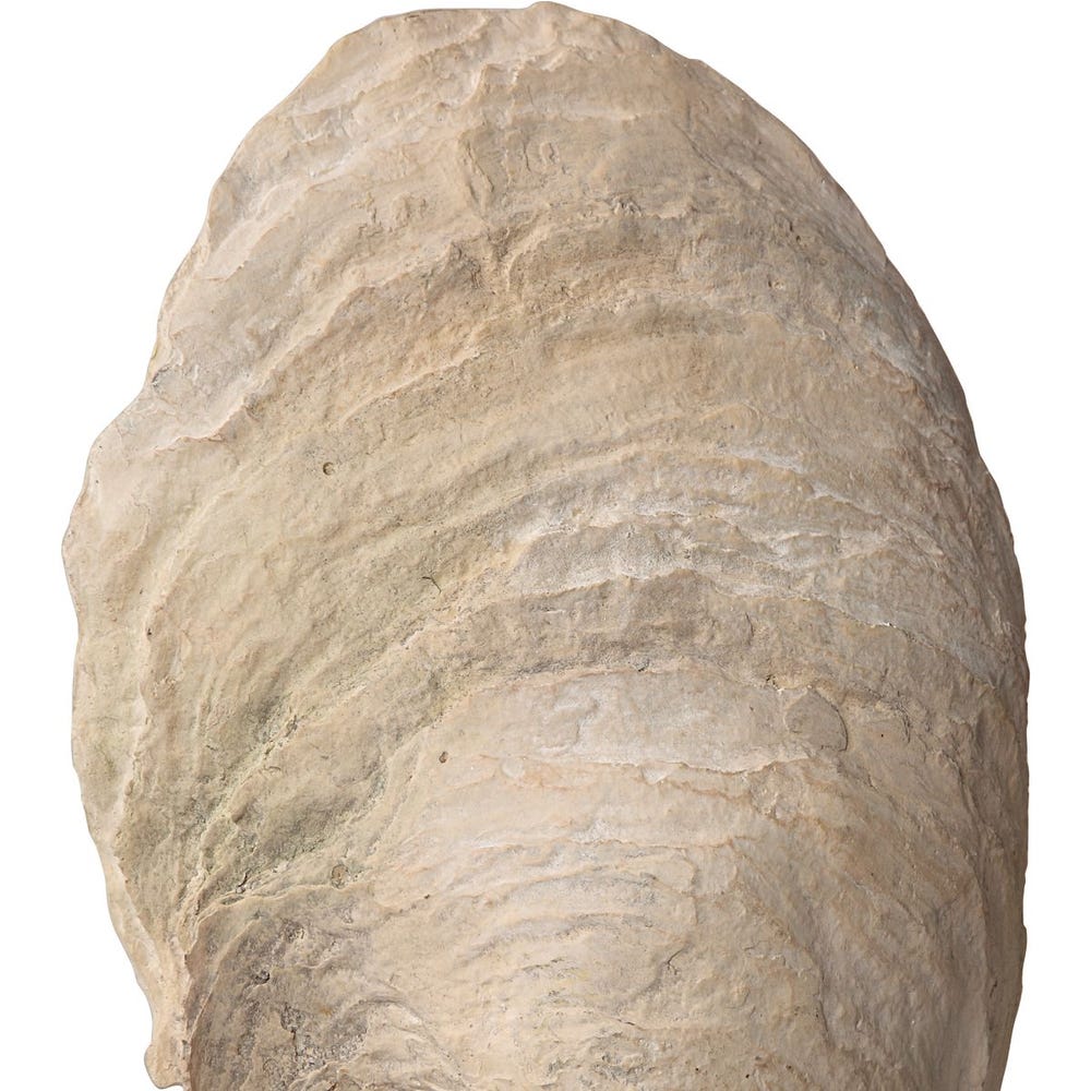 Oyster Shell Sculptures, S/2 - Image 6