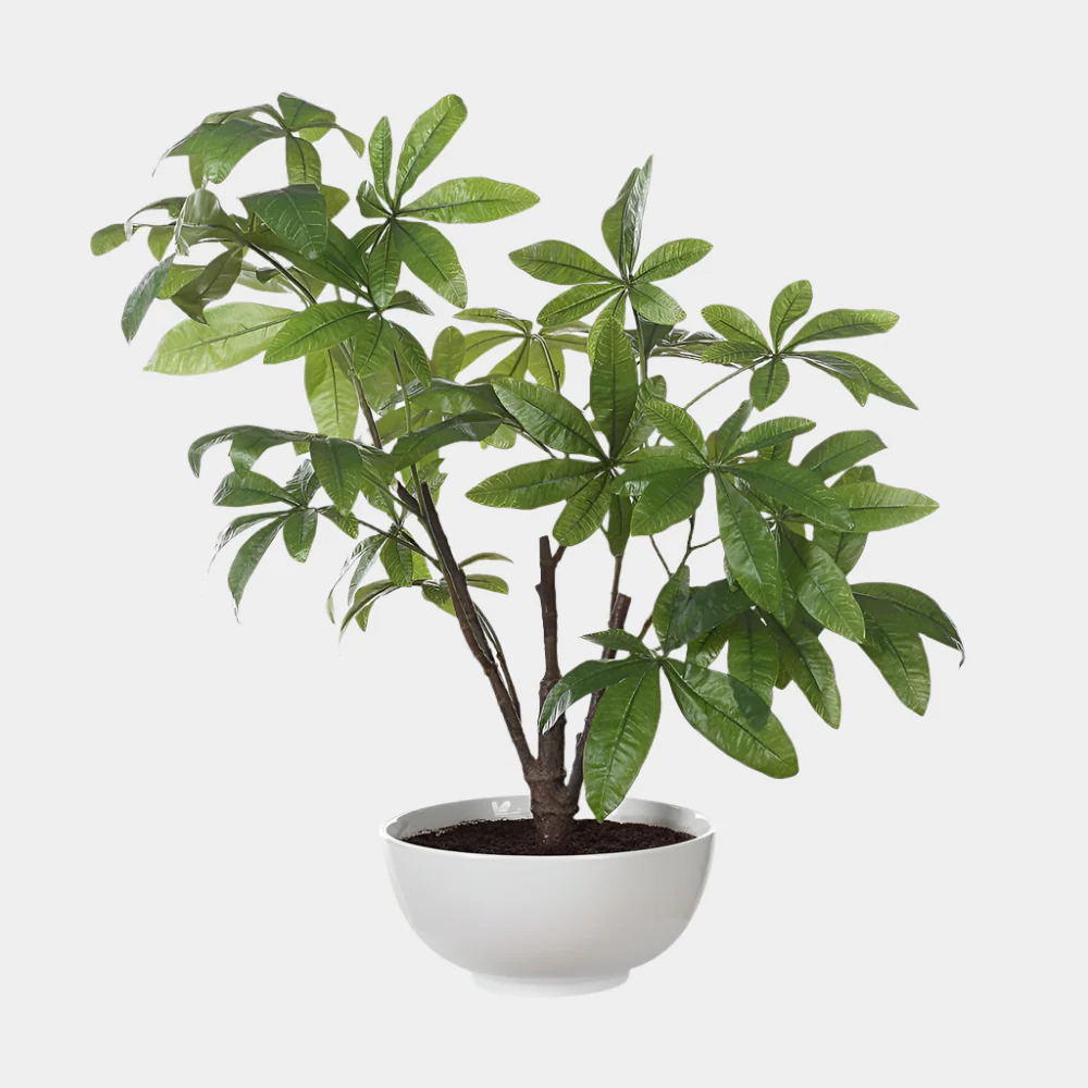 Pachira Money Tree
