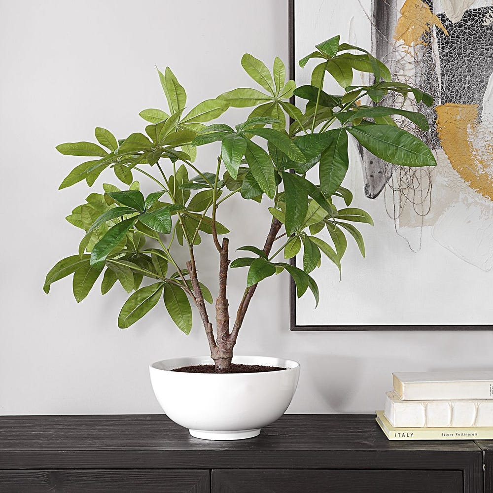 Pachira Money Tree - Image 3