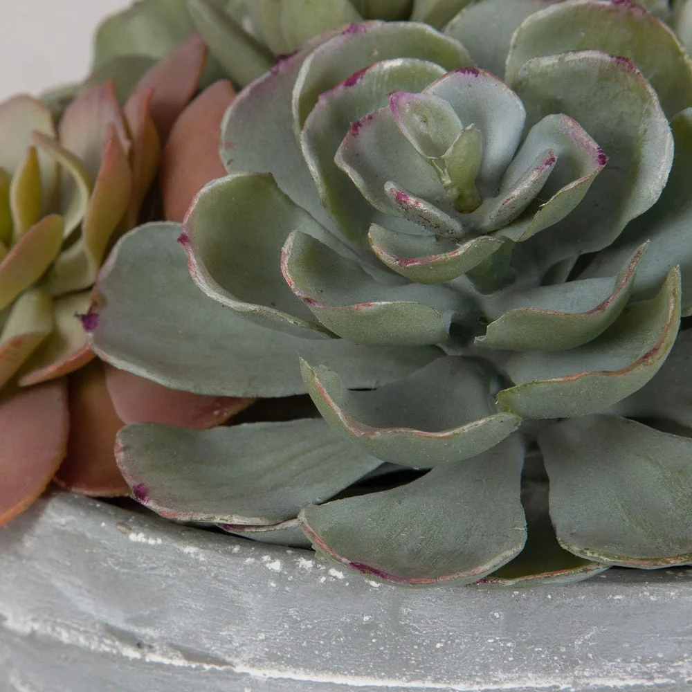 Peoria Succulent Accent - Image 5