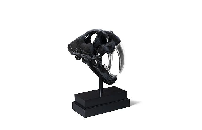 Saber Tooth Tiger Skull, Black - Image 3
