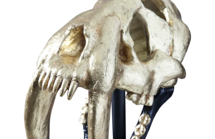 Saber Tooth Tiger Skull Black - Gold Leaf - Image 4