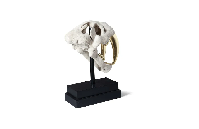 Saber Tooth Tiger Skull Roman Stone - Image 3