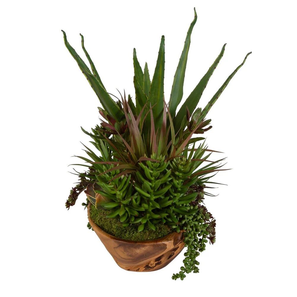 Salar Succulents - Image 5